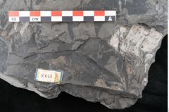 Foto (Detailansicht) von Dioonites permaeformis Schenk (NHMW-GEO-2024-0188-10643)